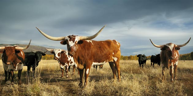 longhorns
