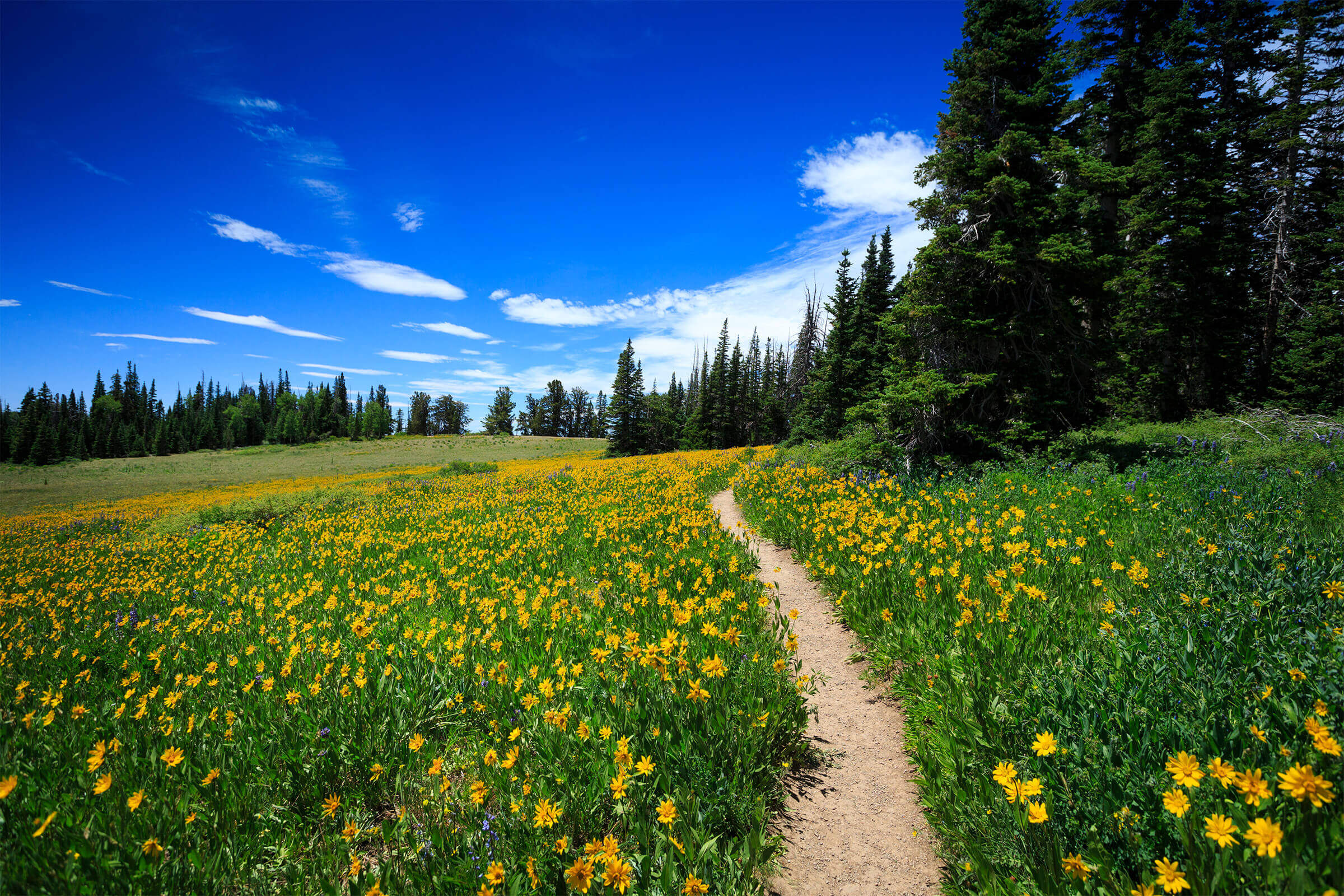 A footpath through a meadow of yellow wildflowers