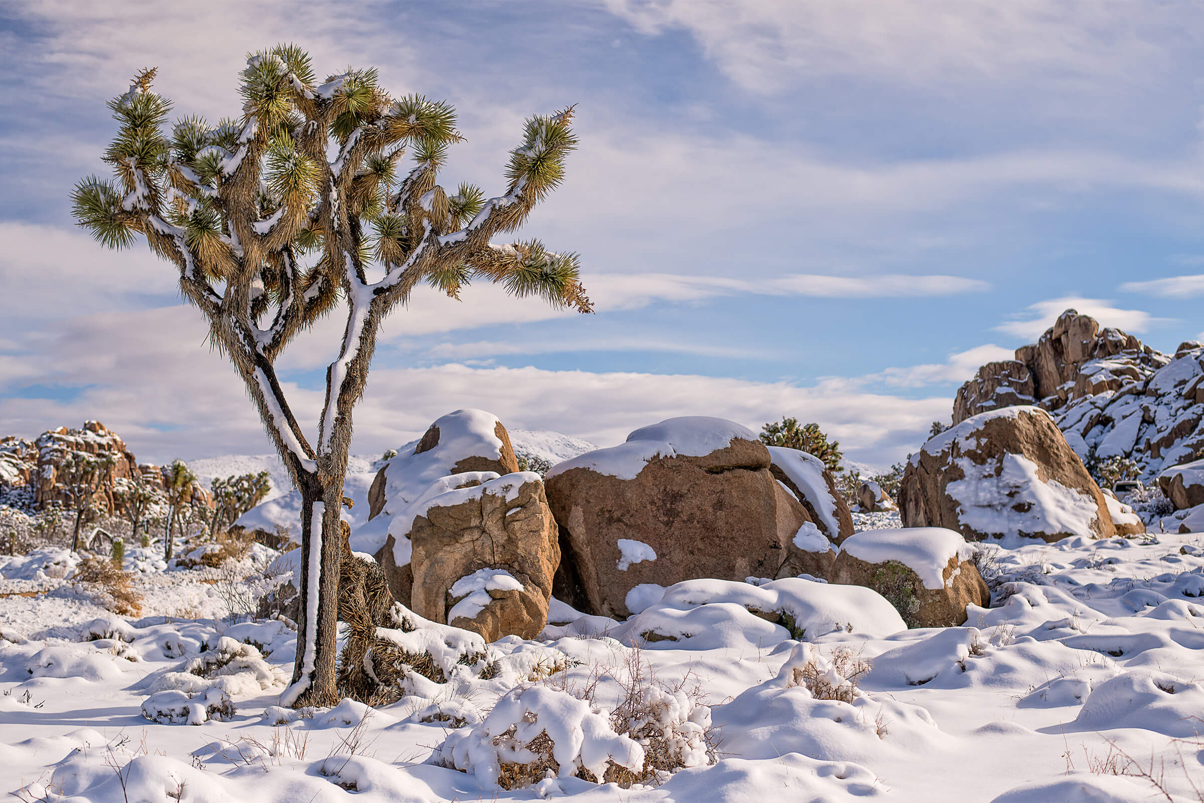 A Joshua tree and boulders dusted with fresh snow
