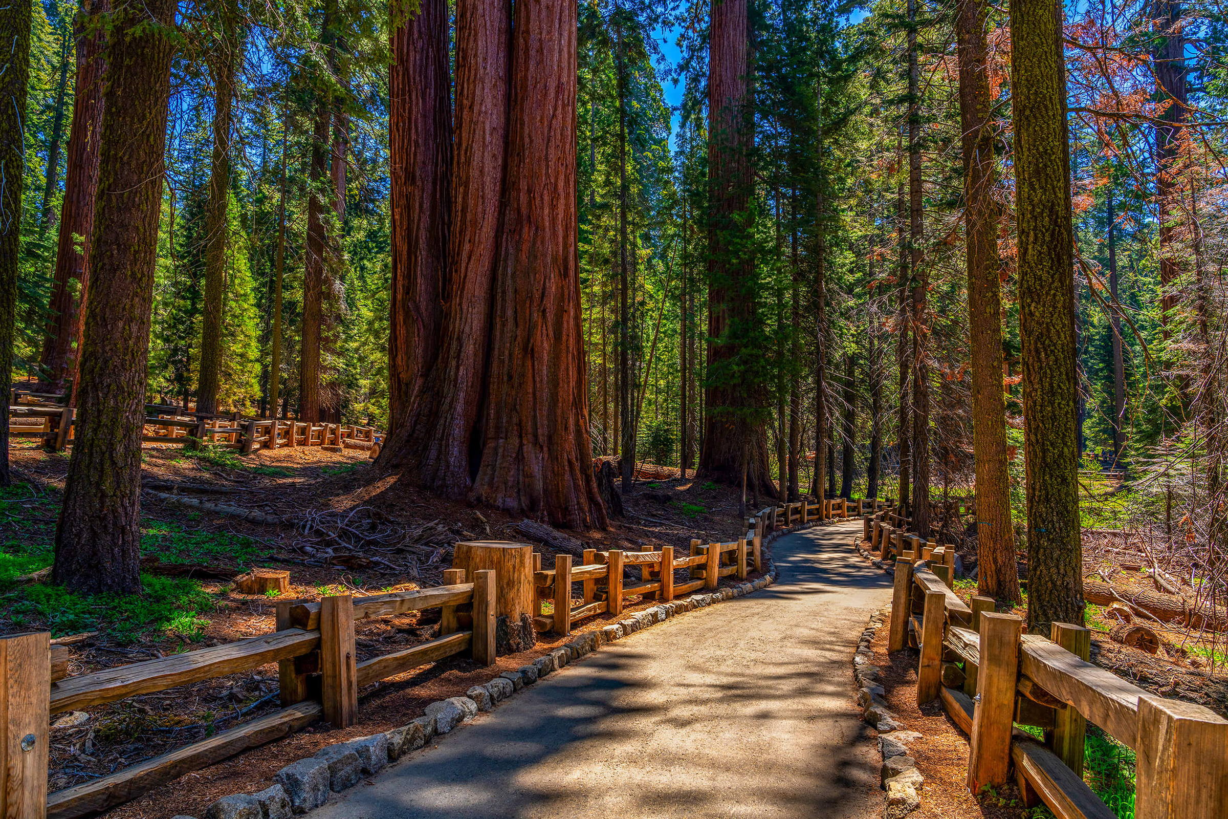A paved walking path winding among giant sequoia trees