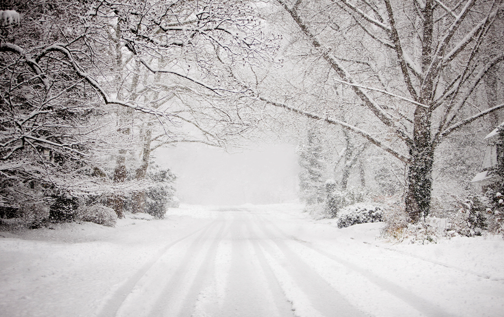 Snow-covered road lined with leafless trees blanketed in snow.