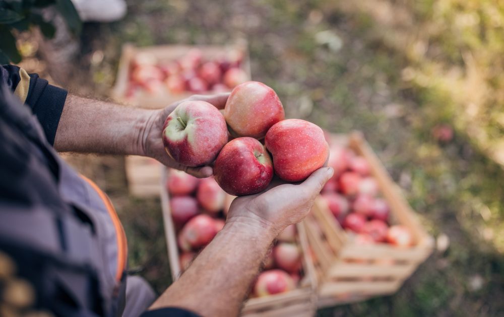 A person holds four red apples in their hands with wooden crates of apples on the ground in the background.